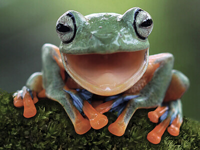 Frog fold